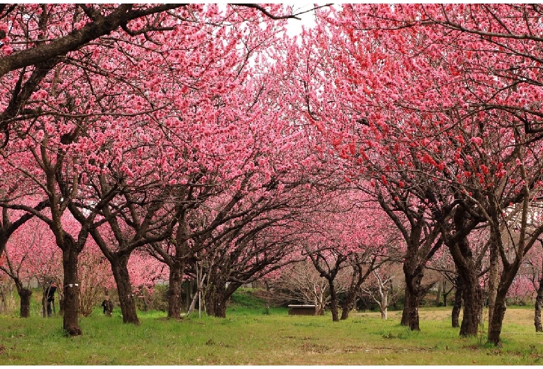 古河公方公園（古河総合公園）