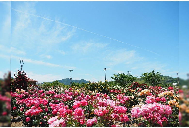 よしうみバラ公園