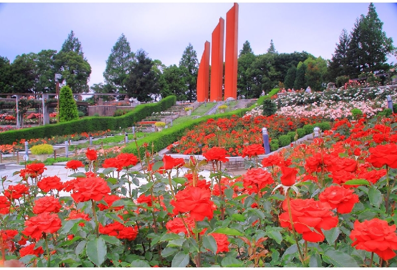 荒牧バラ公園