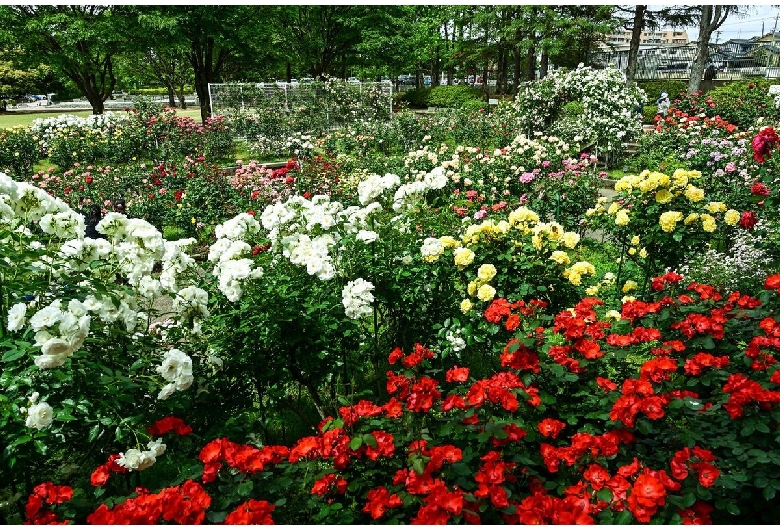 金沢南総合運動公園 バラ園