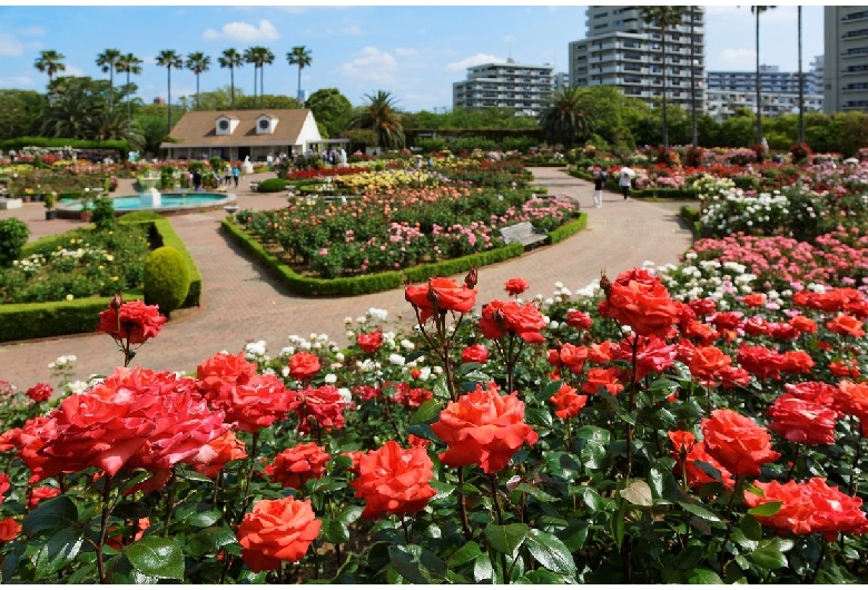 習志野市谷津バラ園