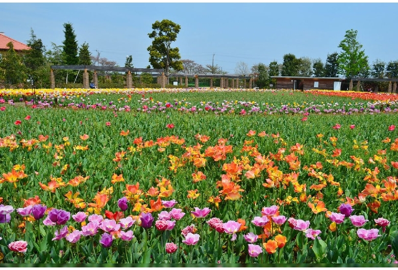 花菜ガーデン