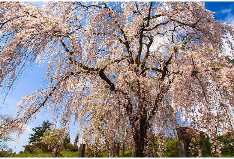 双松公園