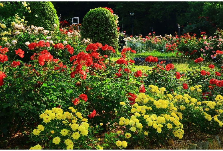 花巻温泉 バラ園