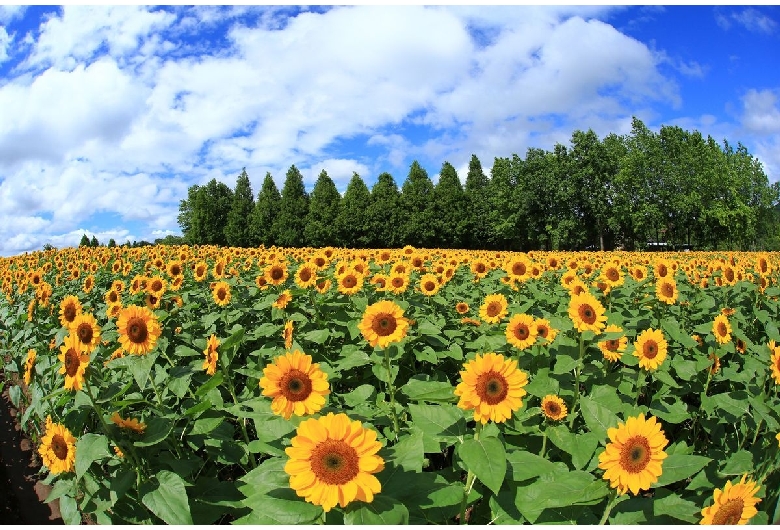 世羅高原農場