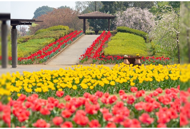 大宮花の丘農林公苑