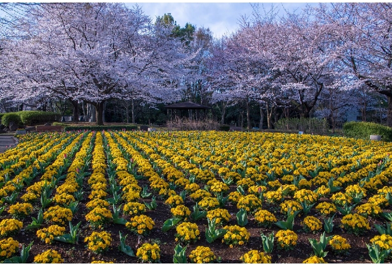 大宮花の丘農林公苑