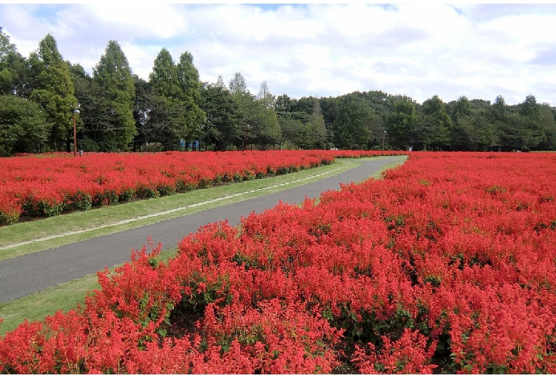 大宮花の丘農林公苑