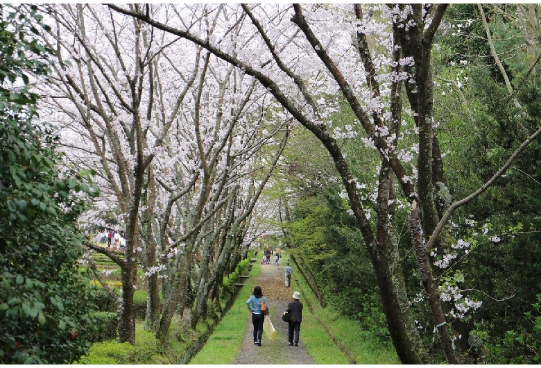 公渕森林公園