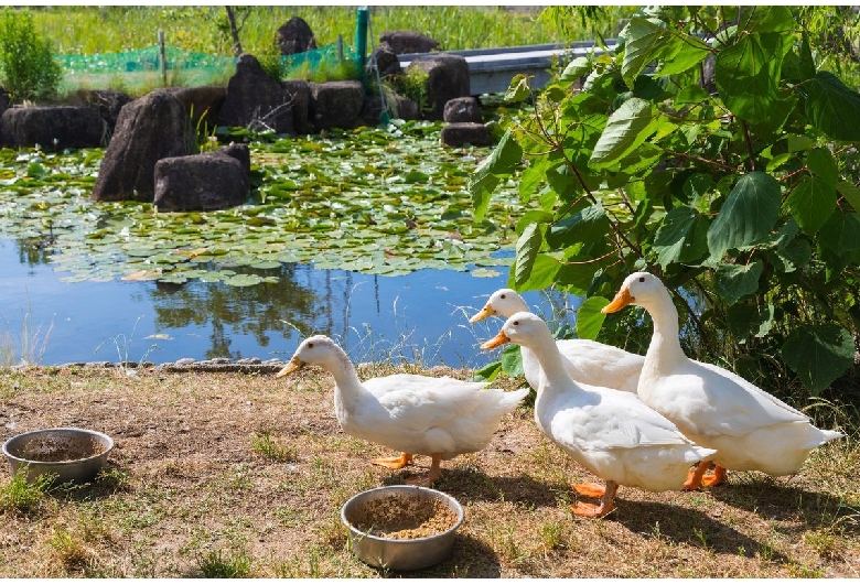 芦ヶ池農業公園「サンテパルクたはら」