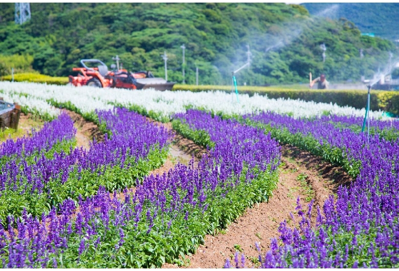 芦ヶ池農業公園「サンテパルクたはら」