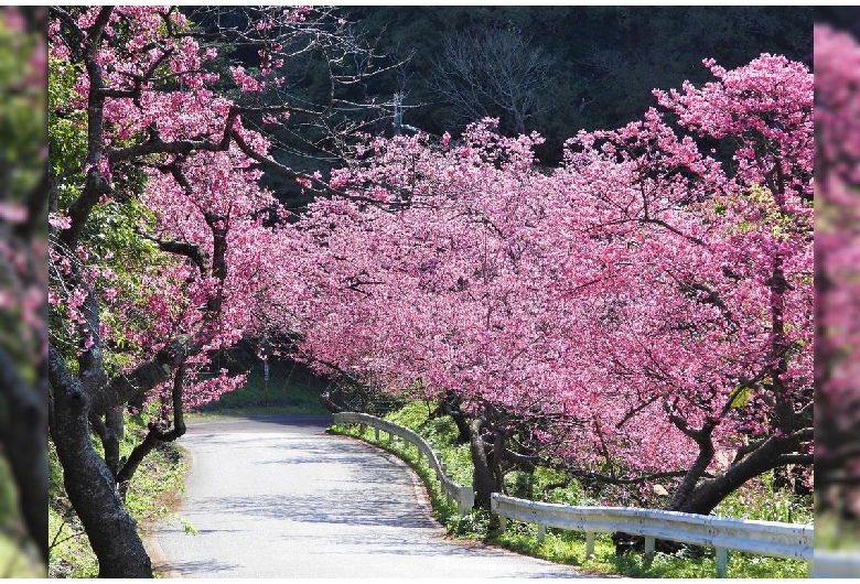 八重岳の桜並木