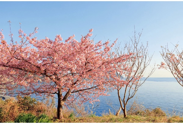 四浦半島の河津桜