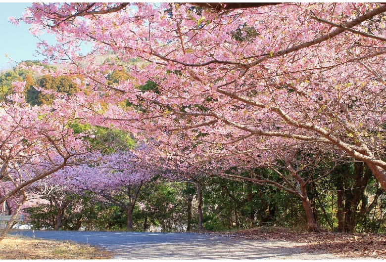 四浦半島の河津桜