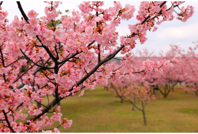 道の駅「萩しーまーと」の河津桜