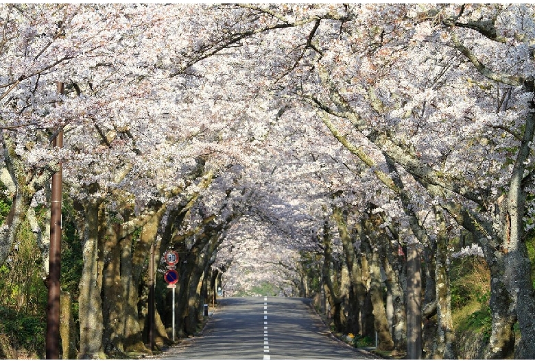 伊豆高原桜並木