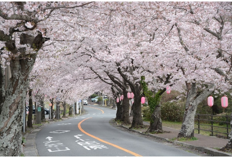 伊豆高原桜並木