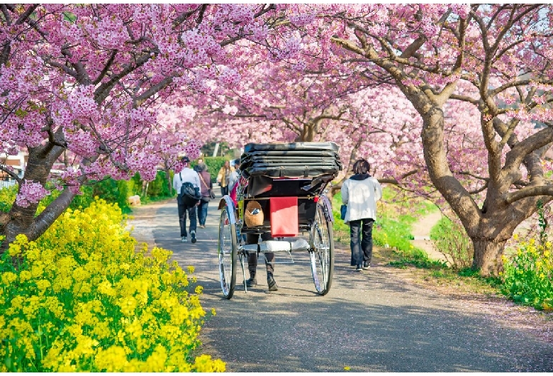 下賀茂温泉の河津桜