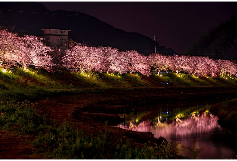 下賀茂温泉の河津桜