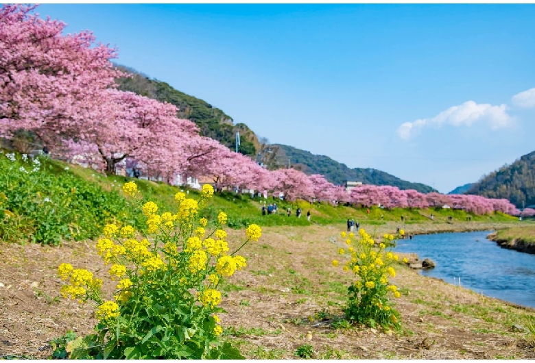 下賀茂温泉の河津桜