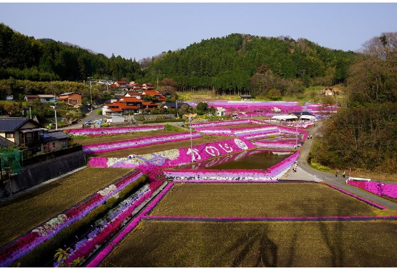 大道理鹿野地の芝桜