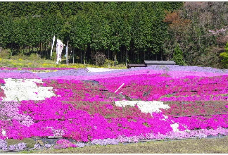 大道理鹿野地の芝桜