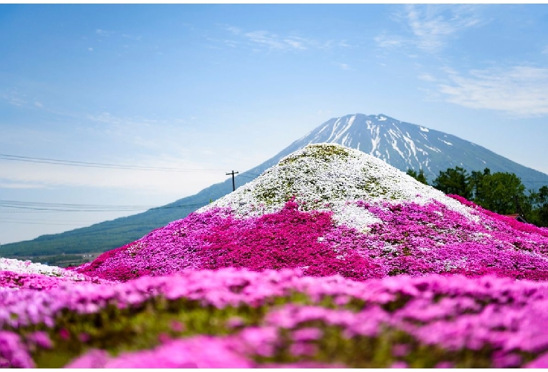 三島さんちの芝桜