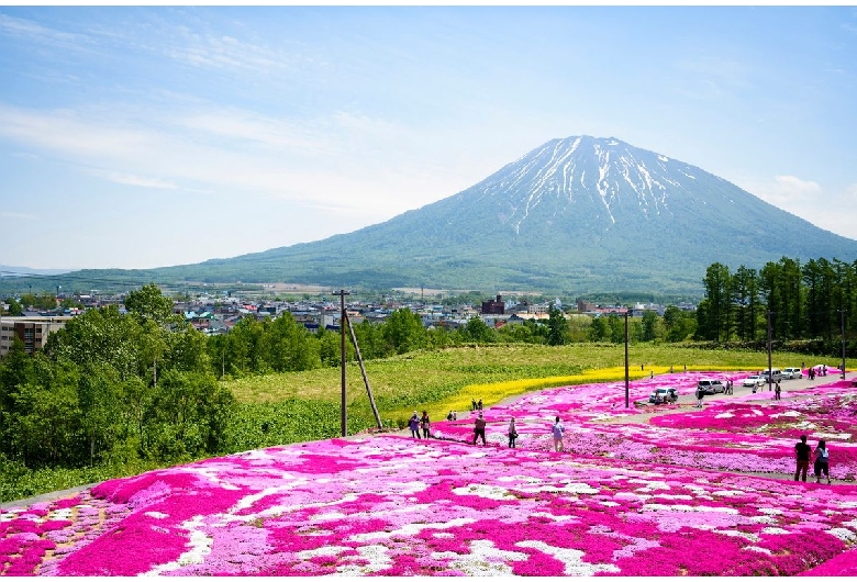 三島さんちの芝桜