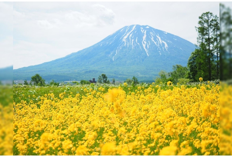 三島さんちの芝桜