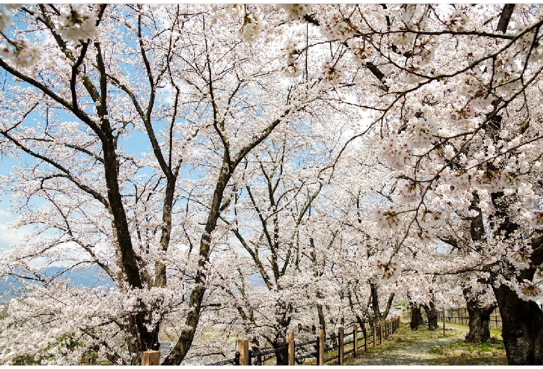 甚六桜（JR勝沼ぶどう郷駅）