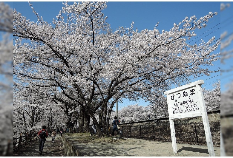 甚六桜（JR勝沼ぶどう郷駅）