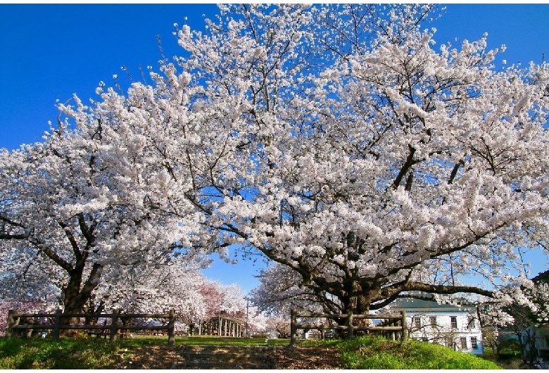 寒河江公園