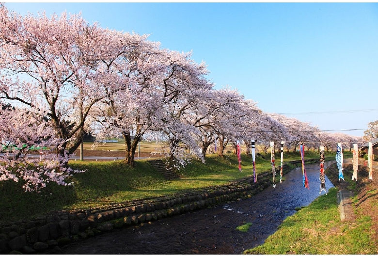 洗沢川の桜並木