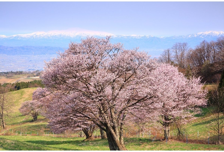 西蔵王放牧場の大山桜