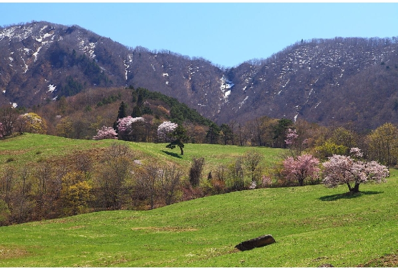 西蔵王放牧場の大山桜