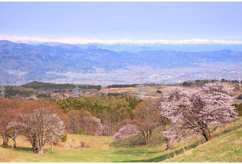 西蔵王放牧場の大山桜