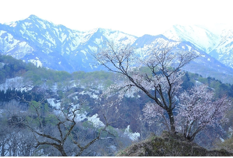 樽口峠の一本桜