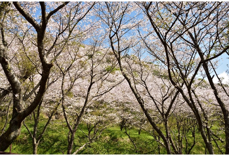 花立公園