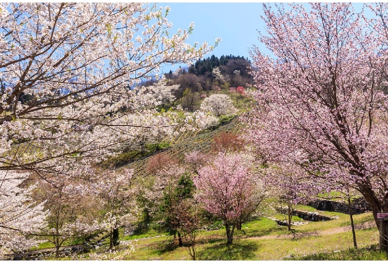 陸郷の山桜（桜仙峡）