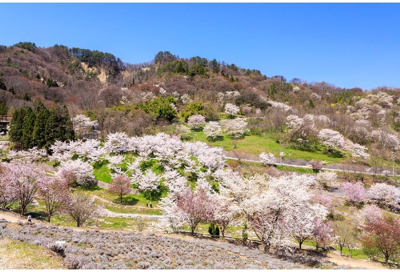 陸郷の山桜（桜仙峡）