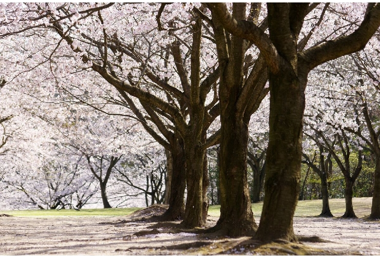 因幡千本桜「桜の園」