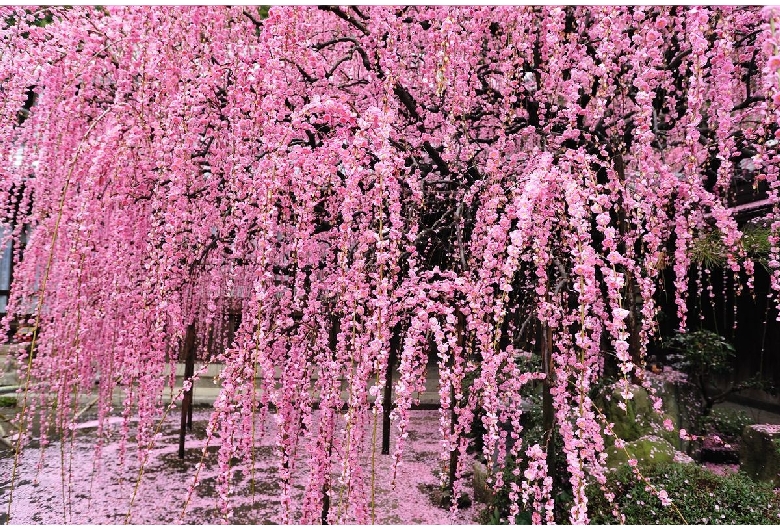 八木のしだれ梅（村上邸）