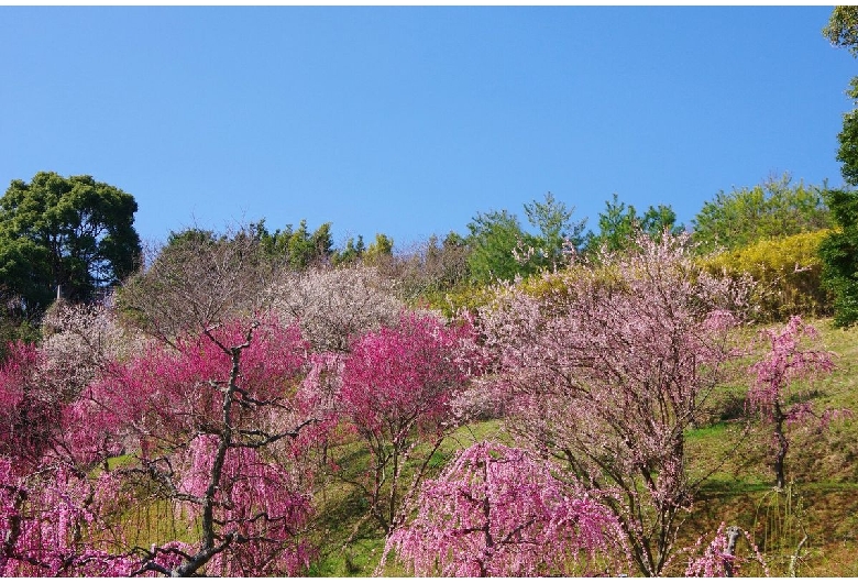 広田梅林ふれあい公園