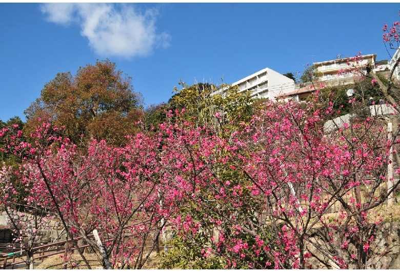 岡本梅林公園