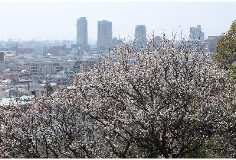 岡本梅林公園