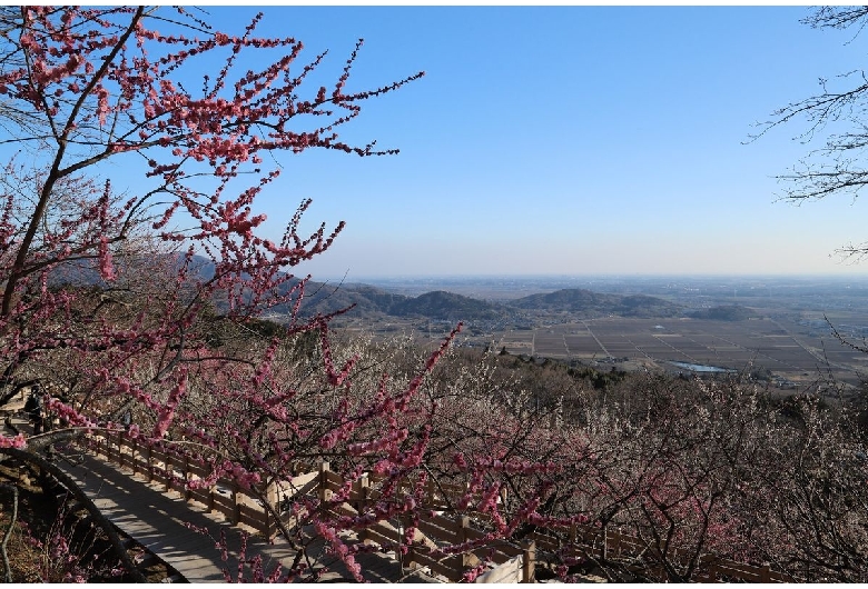 筑波山梅林