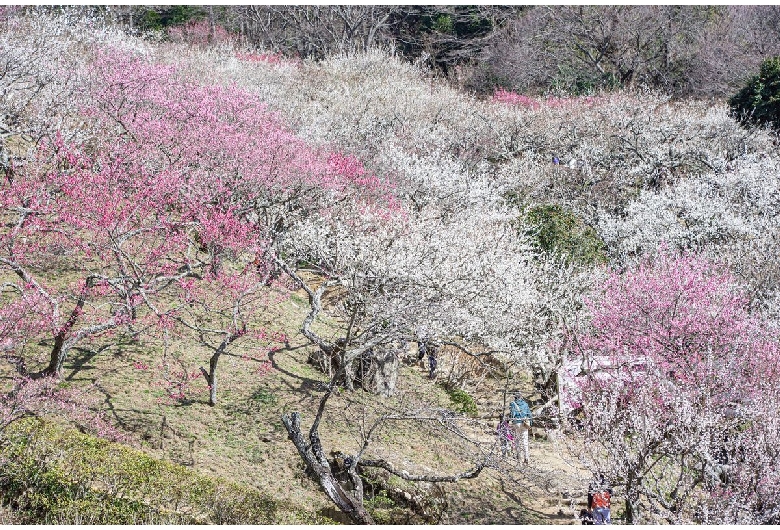 筑波山梅林