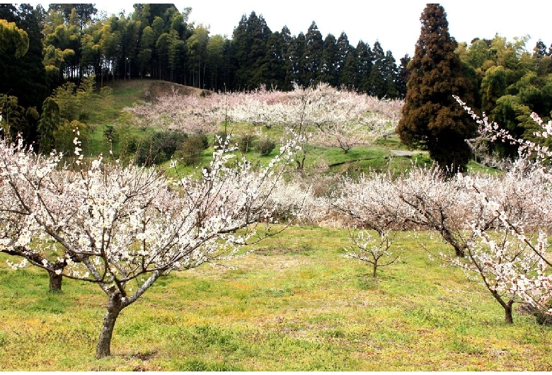 谷川梅林