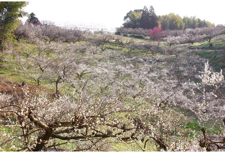 谷川梅林