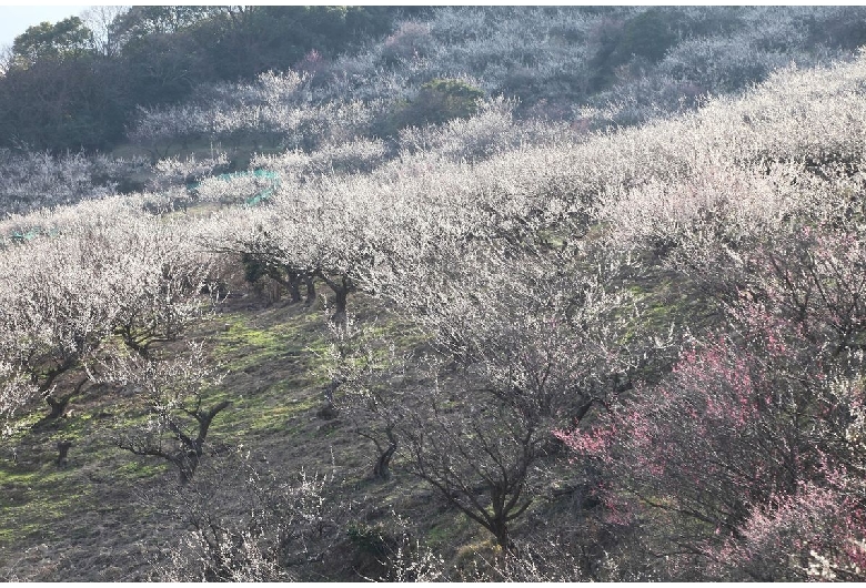 綾部山梅林